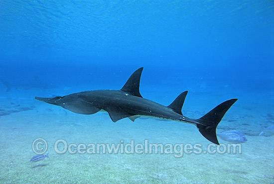 HD Quality Wallpaper | Collection: Animal, 550x370 Shark Fin Guitarfish