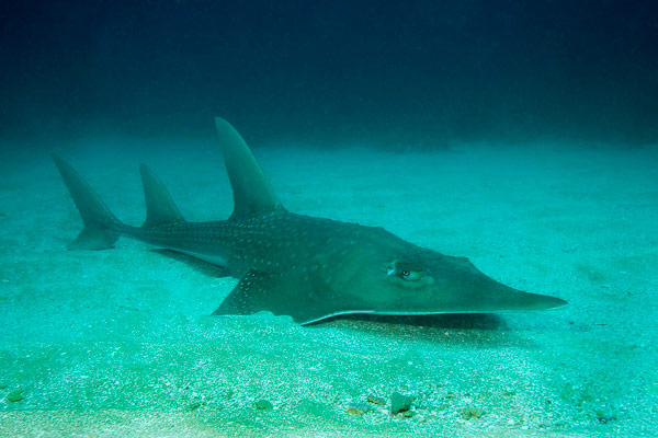 Shark Fin Guitarfish Pics, Animal Collection