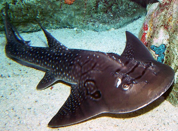 Shark Fin Guitarfish #13