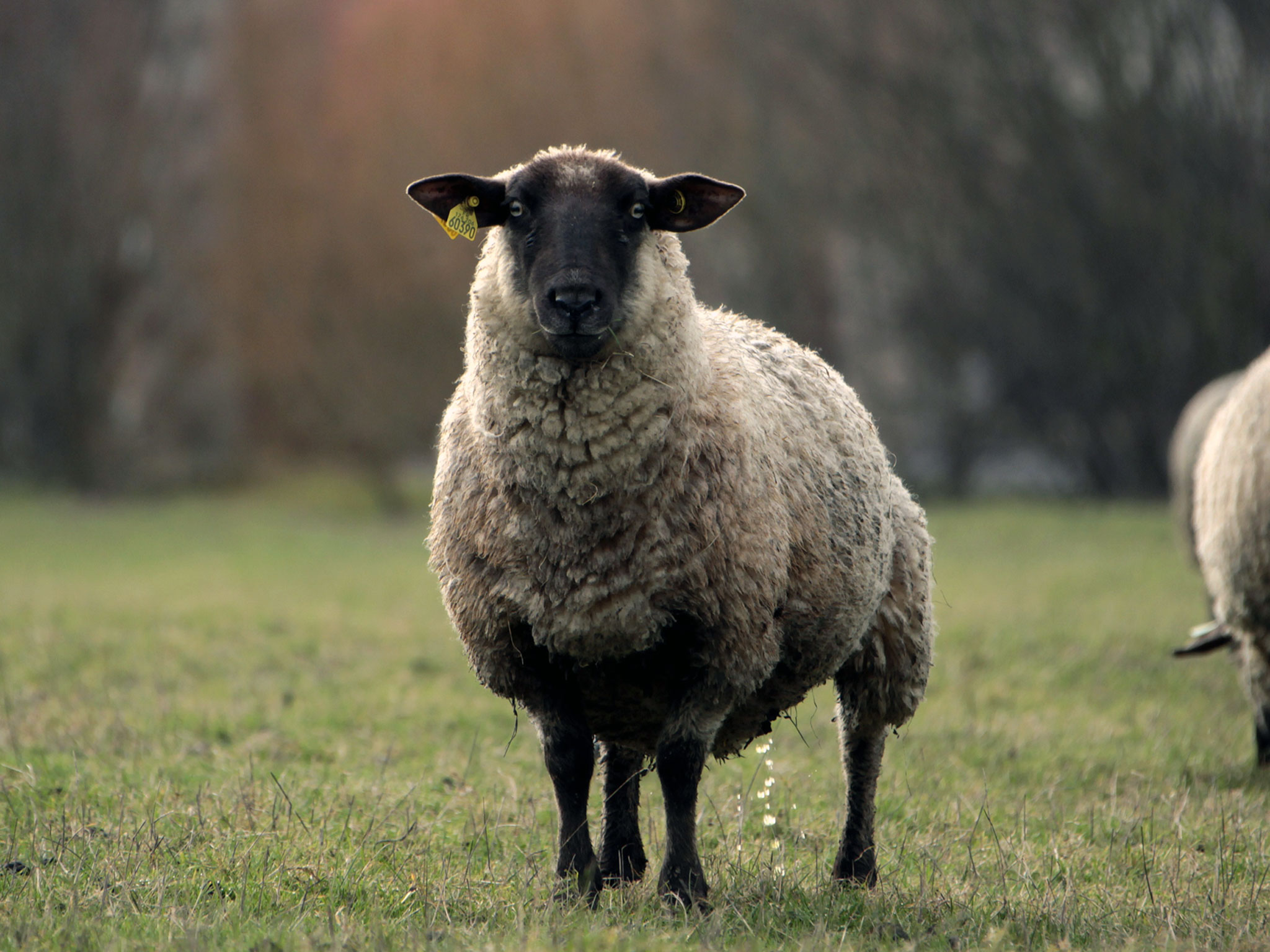 Sheep High Quality Background on Wallpapers Vista