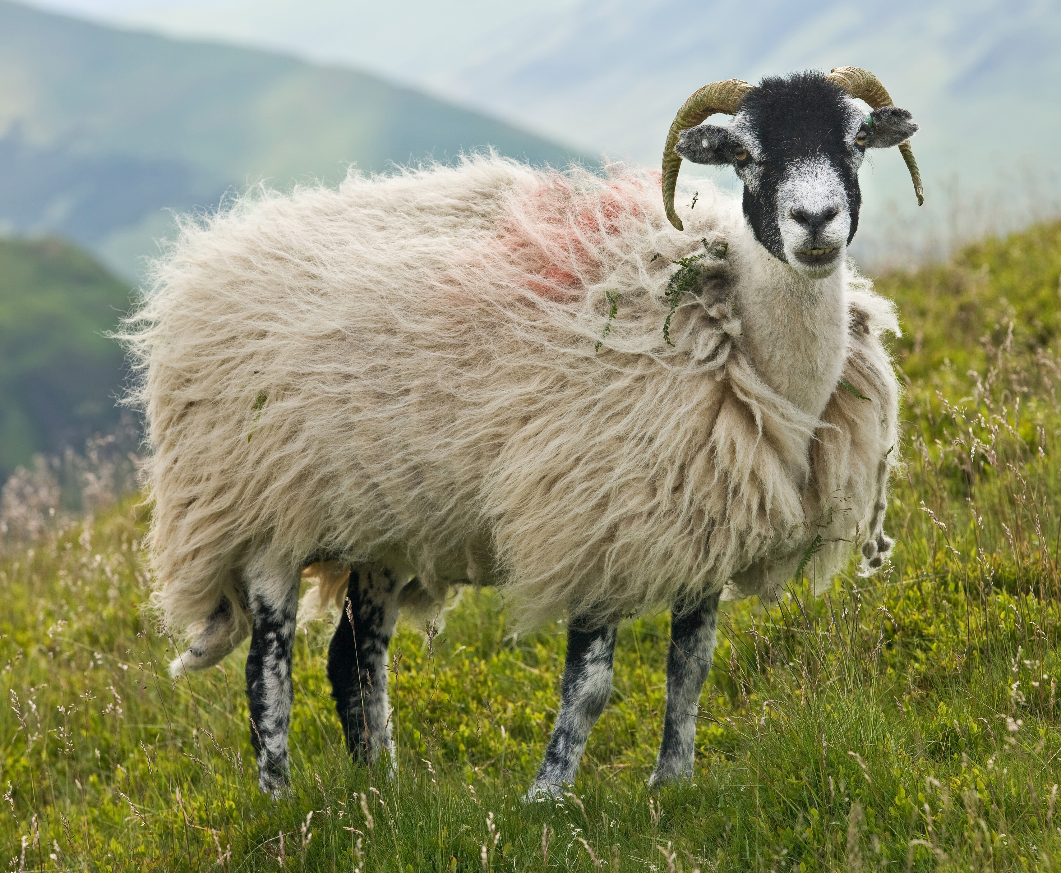 Sheep Pics, Animal Collection