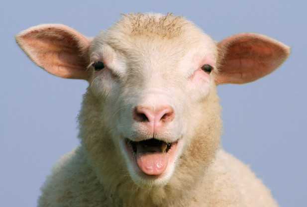 Sheep Backgrounds, Compatible - PC, Mobile, Gadgets| 617x416 px