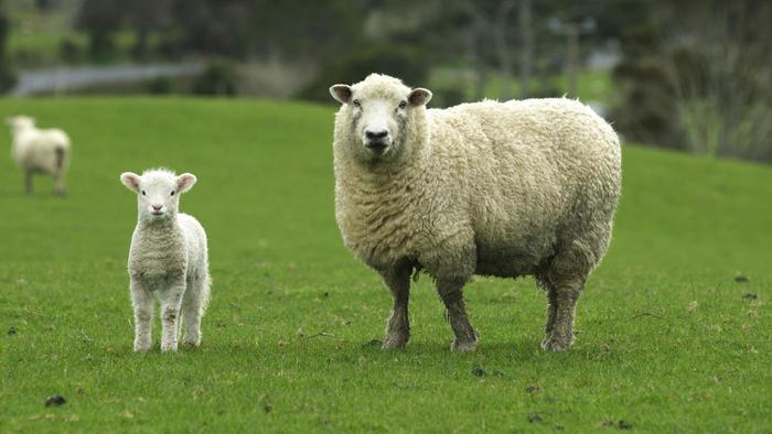 Images of Sheep | 700x394