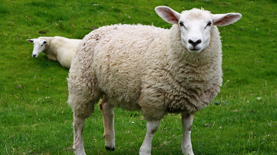 Sheep Backgrounds, Compatible - PC, Mobile, Gadgets| 570x320 px