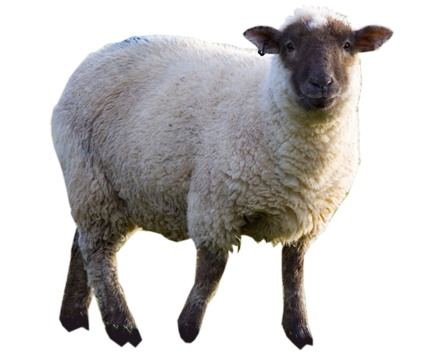 Images of Sheep | 445x355