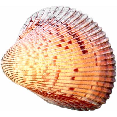 Nice wallpapers Shell 400x400px
