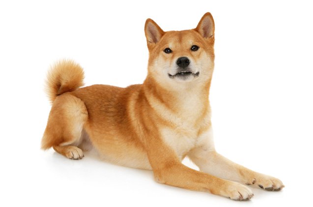 Images of Shiba Inu | 637x421