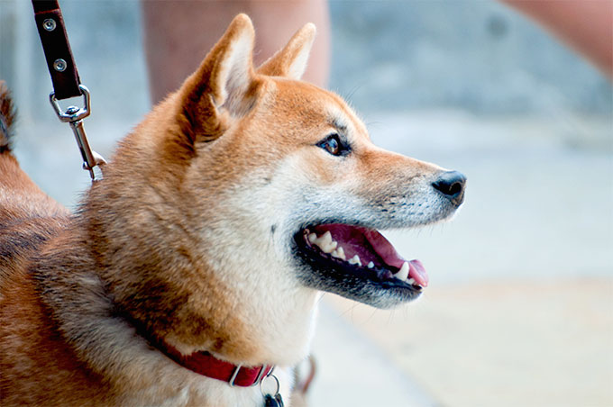 Images of Shiba Inu | 680x452