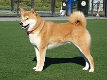 Images of Shiba Inu | 220x165