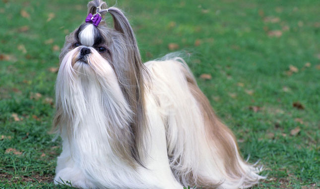 Amazing Shih Tzu Pictures & Backgrounds