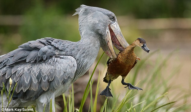 Shoebill High Quality Background on Wallpapers Vista