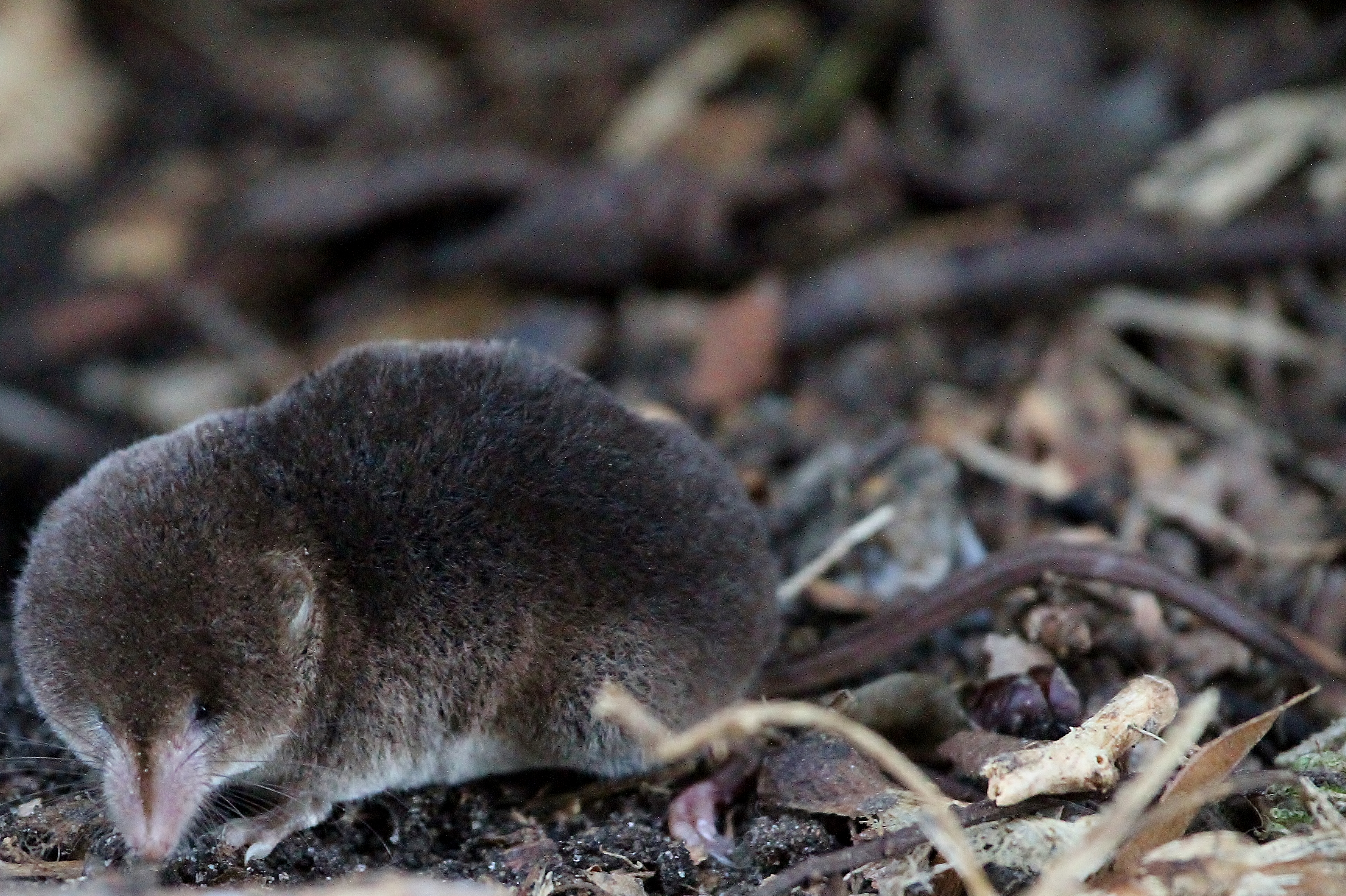 Images of Shrew | 3454x2300