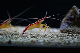 Nice Images Collection: Shrimp Desktop Wallpapers