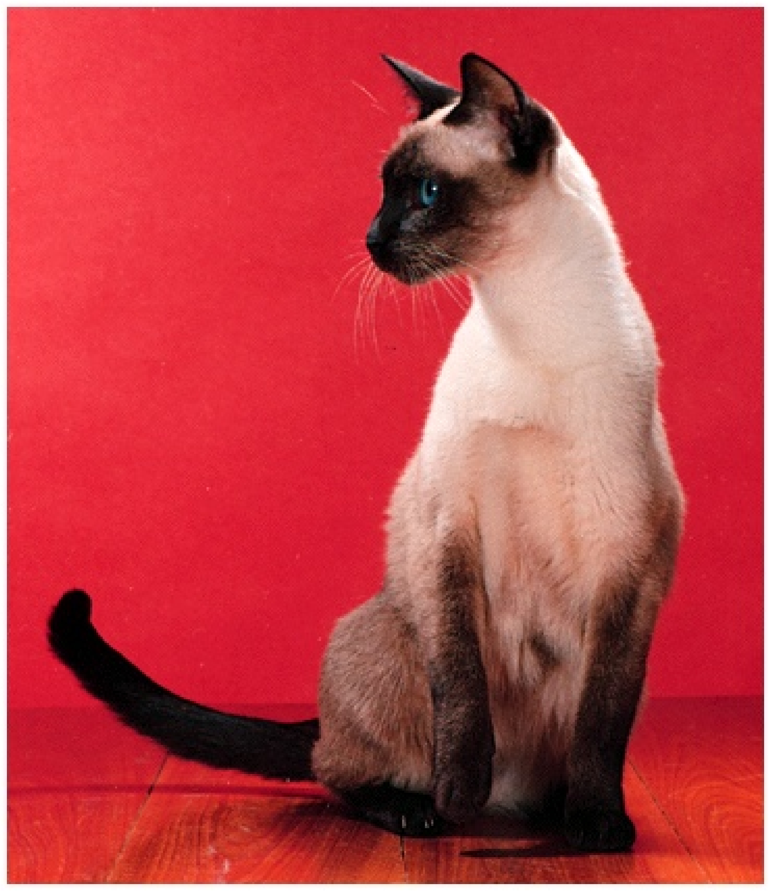Siamese Cat Backgrounds on Wallpapers Vista