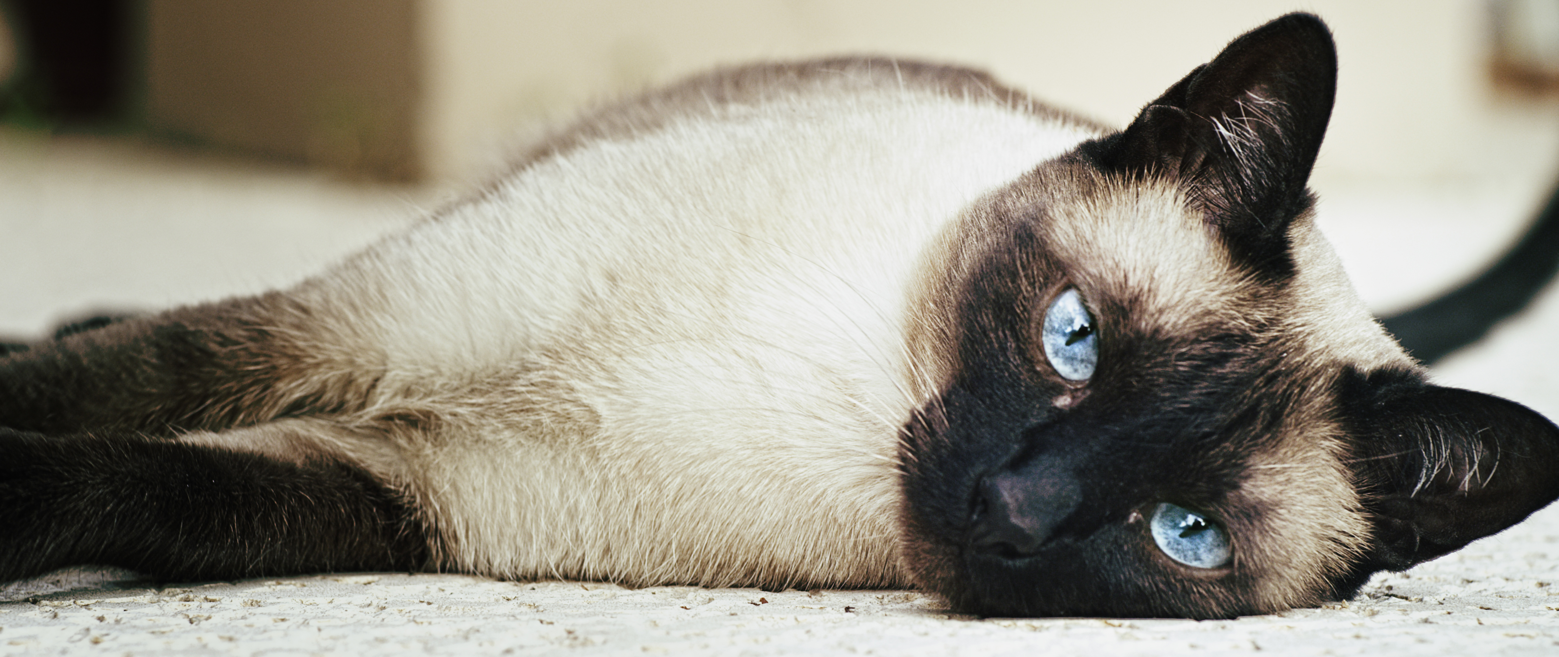 Amazing Siamese Cat Pictures & Backgrounds