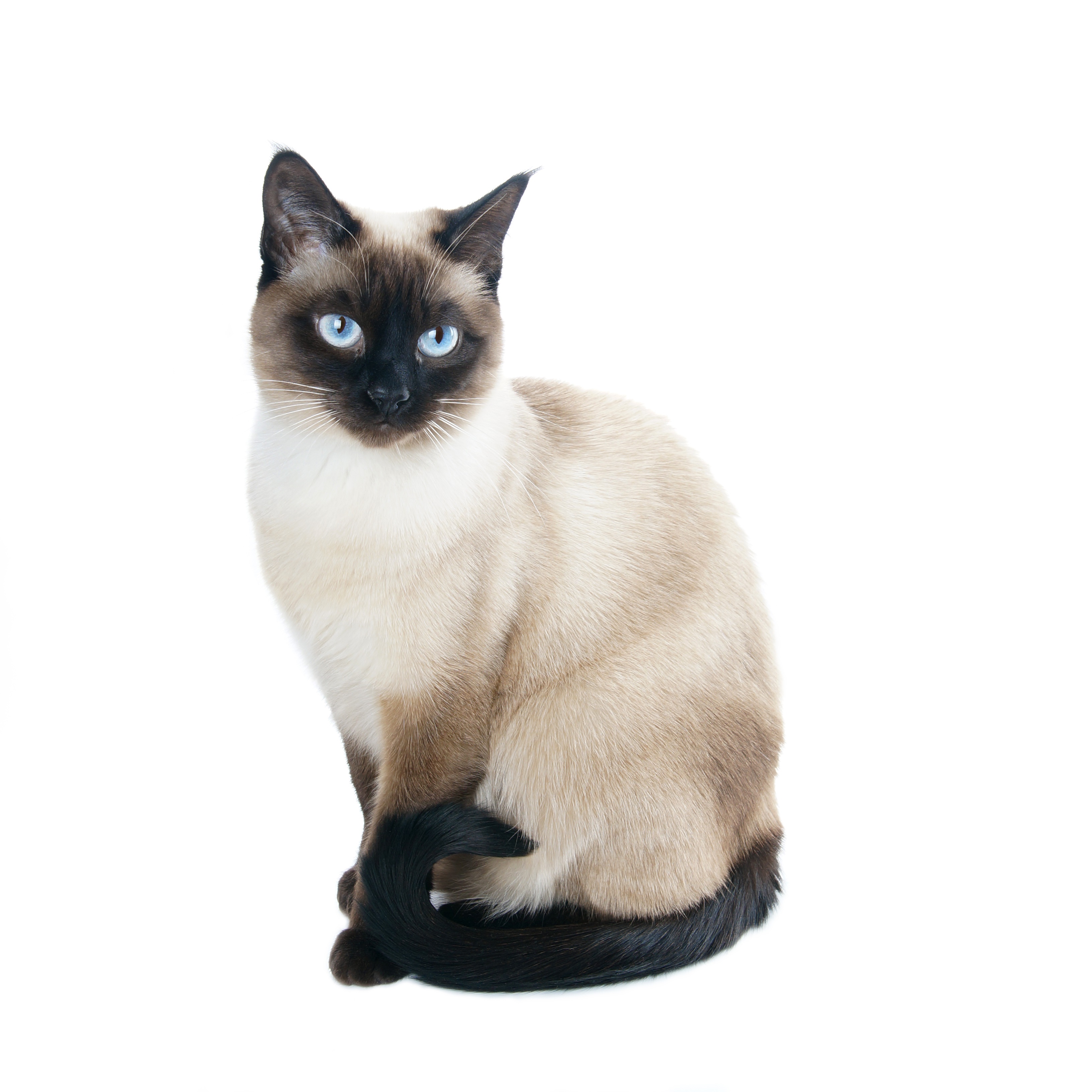 HD Quality Wallpaper | Collection: Animal, 3264x3264 Siamese Cat