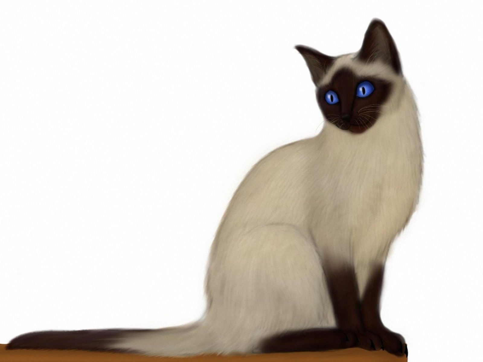 Nice Images Collection: Siamese Cat Desktop Wallpapers