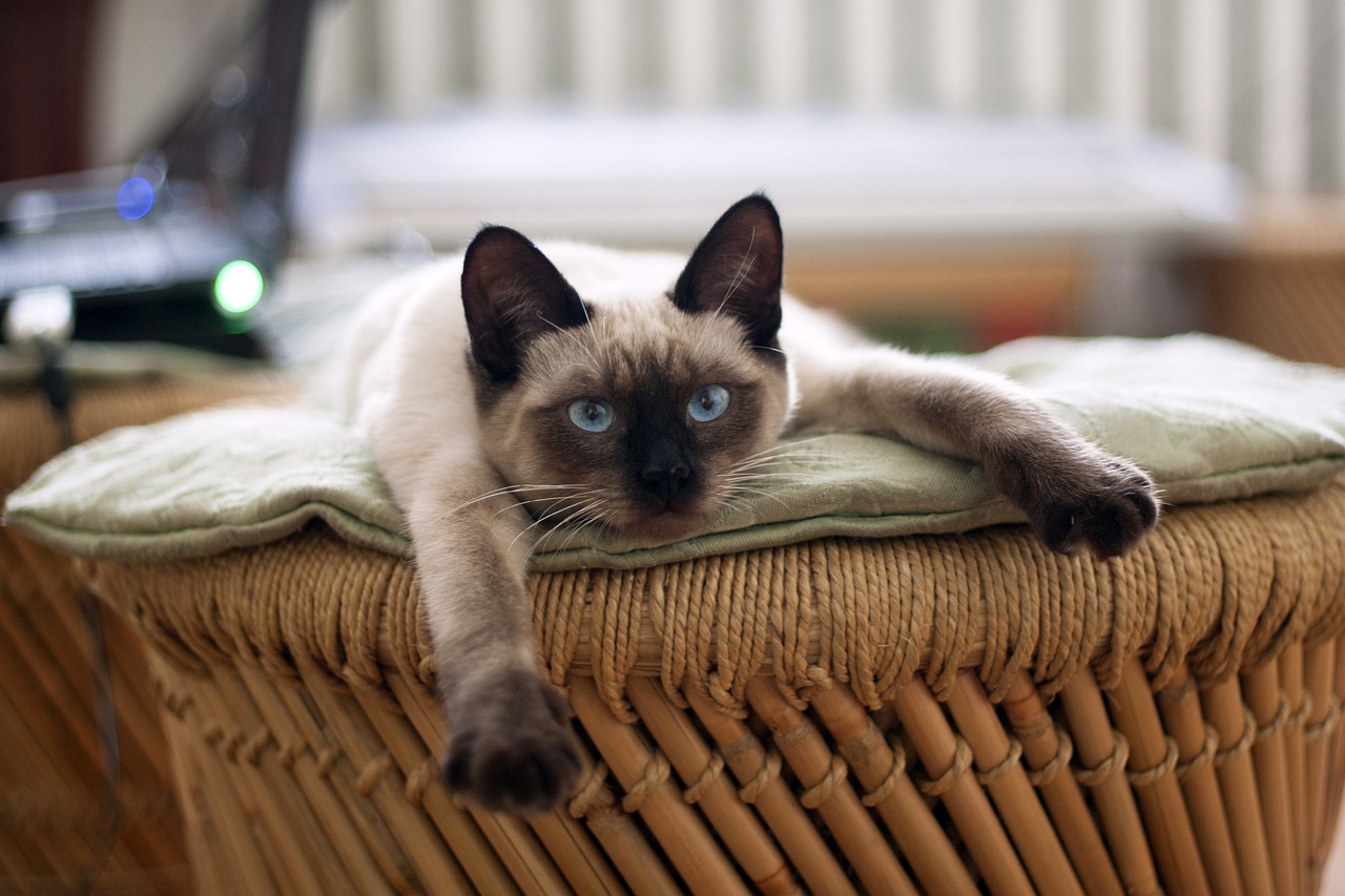 1280x853 > Siamese Cat Wallpapers