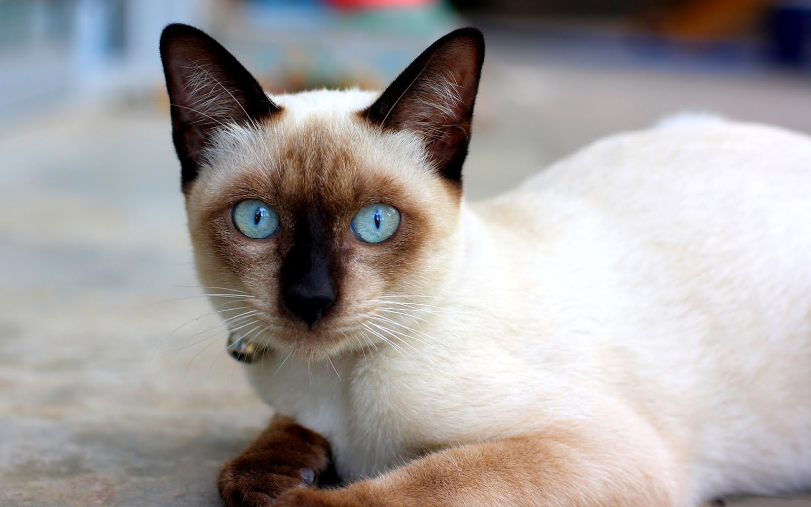 Siamese Cat High Quality Background on Wallpapers Vista