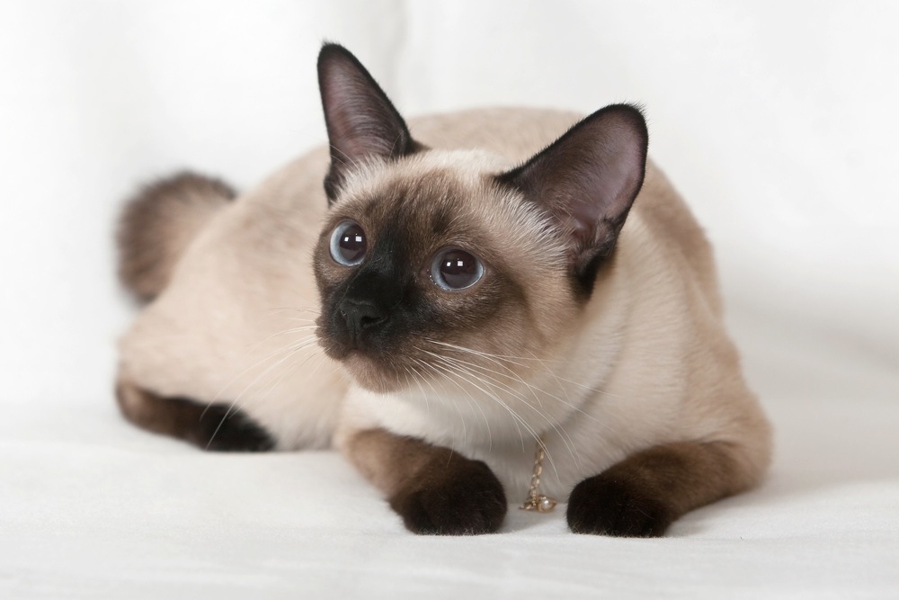 Amazing Siamese Cat Pictures & Backgrounds