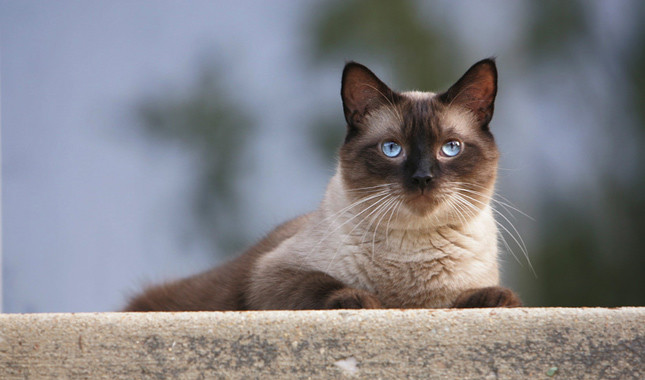 Nice Images Collection: Siamese Cat Desktop Wallpapers