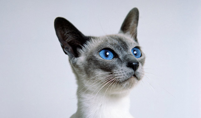 HQ Siamese Cat Wallpapers | File 37.17Kb