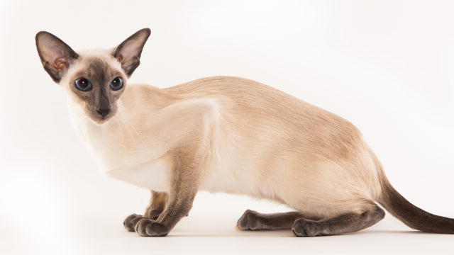 Nice wallpapers Siamese Cat 640x360px