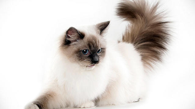 640x360 > Siamese Cat Wallpapers