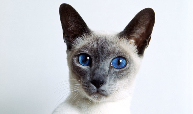 Siamese Cat HD wallpapers, Desktop wallpaper - most viewed