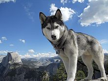 Amazing Siberian Husky Pictures & Backgrounds