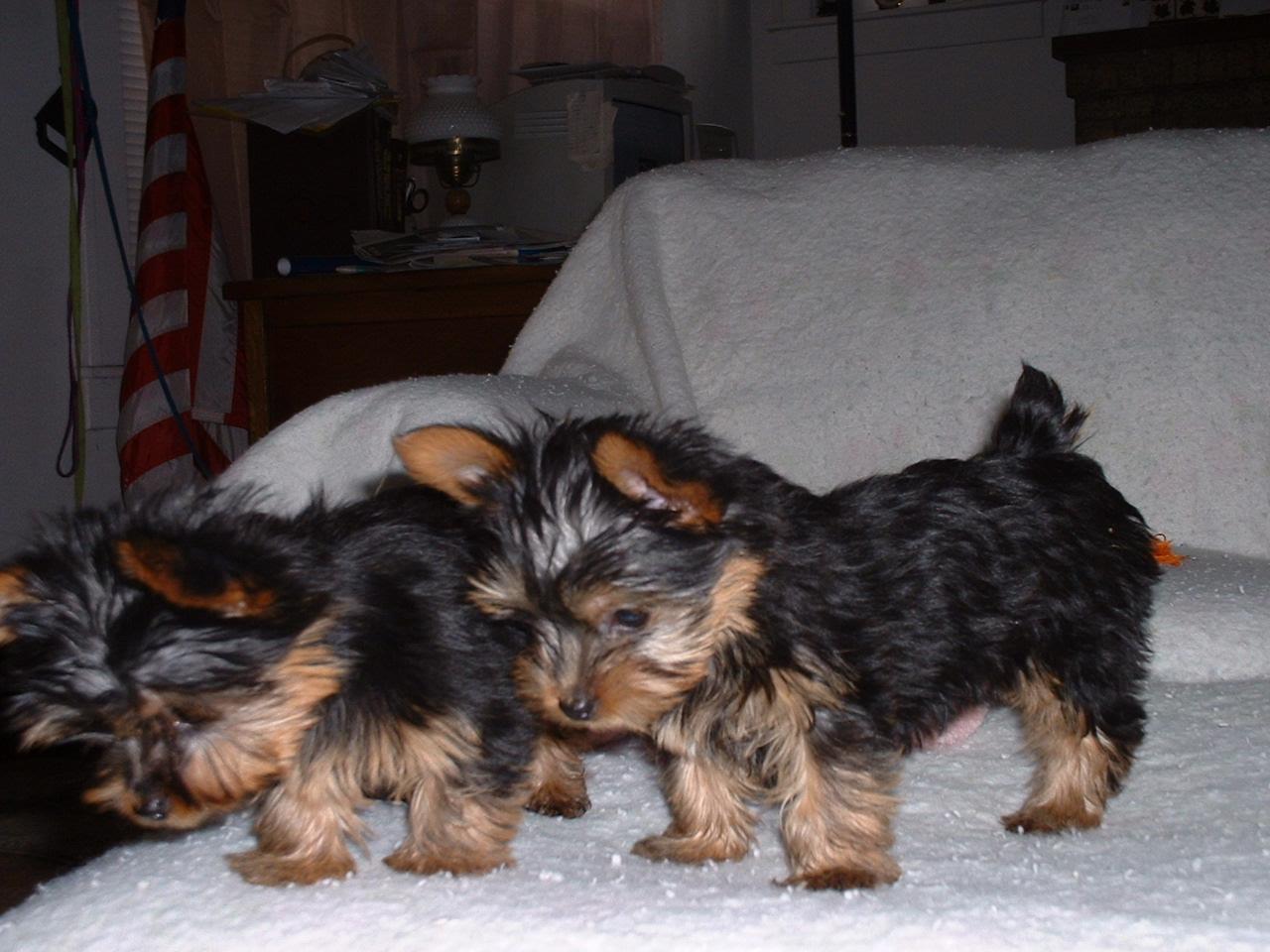 Amazing Silky Terrier Pictures & Backgrounds