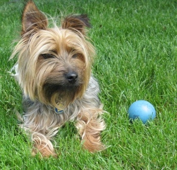 HQ Silky Terrier Wallpapers | File 116.7Kb