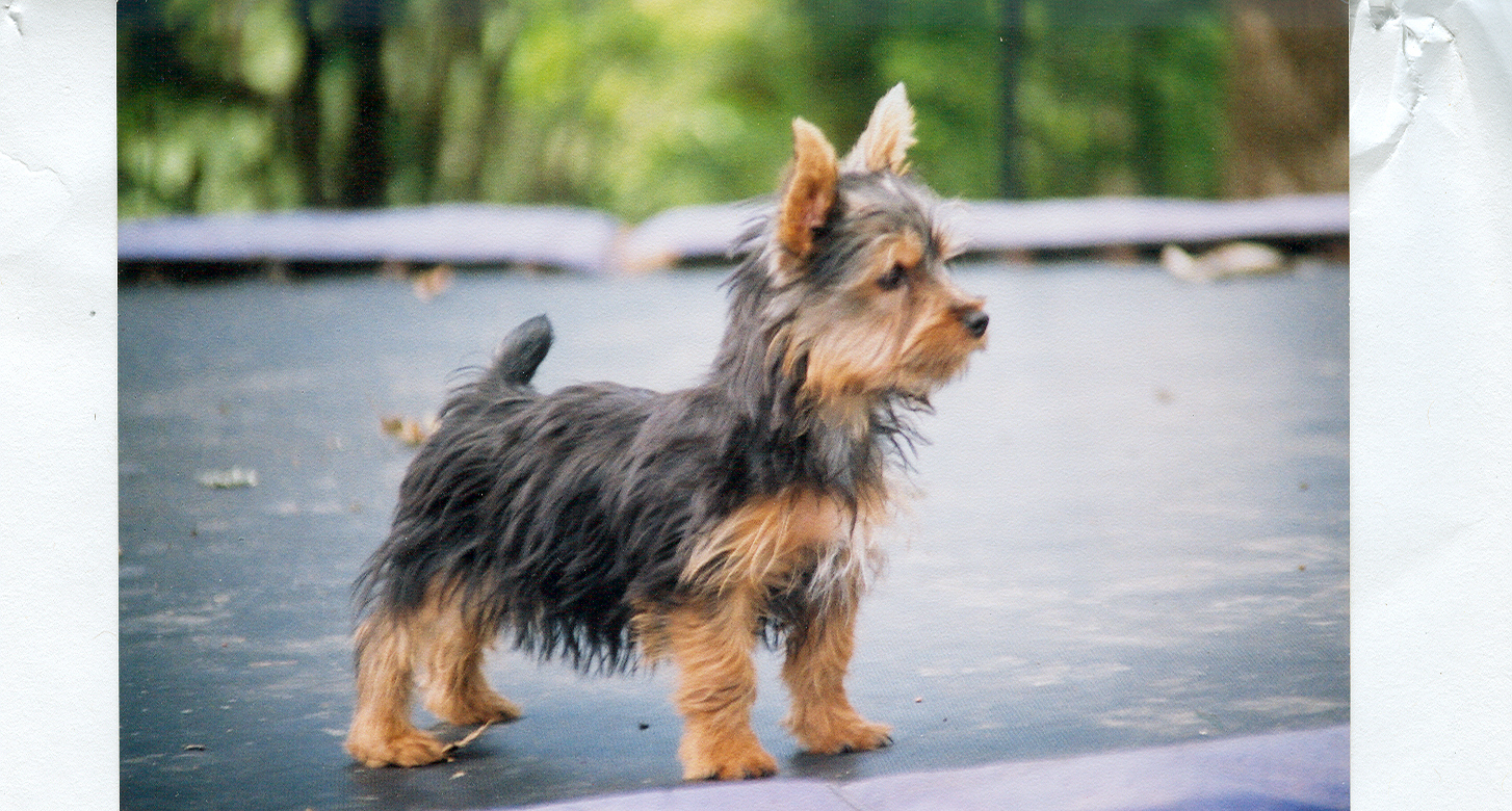 Silky Terrier Backgrounds, Compatible - PC, Mobile, Gadgets| 1454x780 px