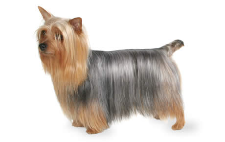 Nice wallpapers Silky Terrier 460x290px