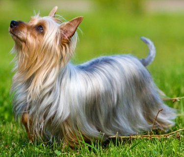 Silky Terrier Pics, Animal Collection