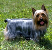 Silky Terrier Backgrounds on Wallpapers Vista