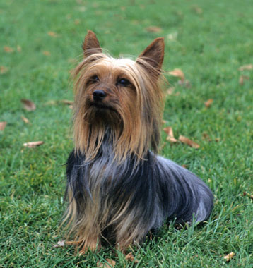 HQ Silky Terrier Wallpapers | File 42.98Kb