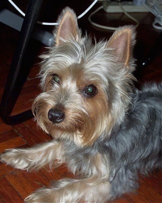 Nice wallpapers Silky Terrier 325x406px