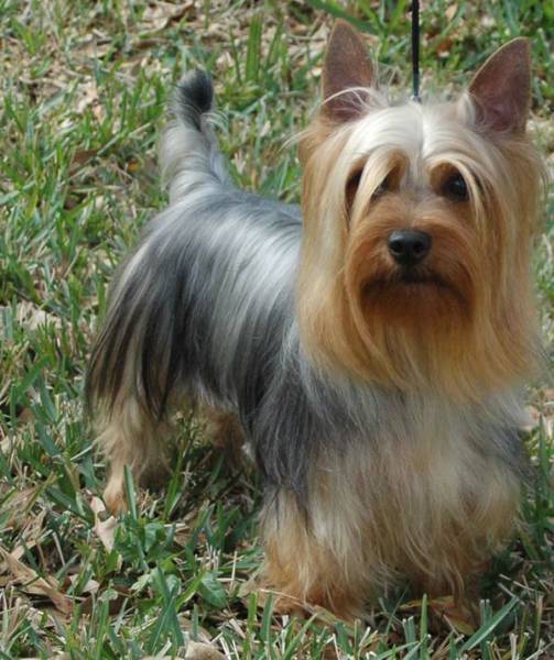 HD Quality Wallpaper | Collection: Animal, 503x600 Silky Terrier