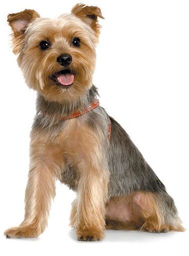 Nice wallpapers Silky Terrier 379x513px