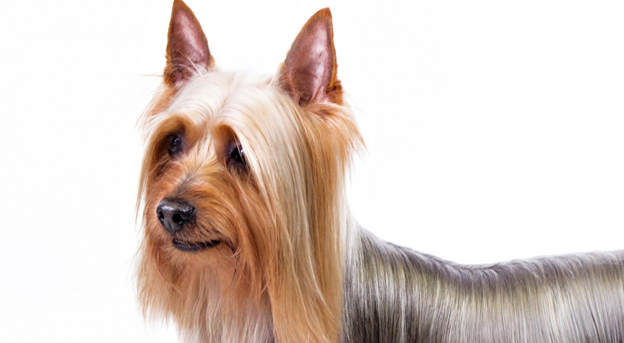Silky Terrier High Quality Background on Wallpapers Vista