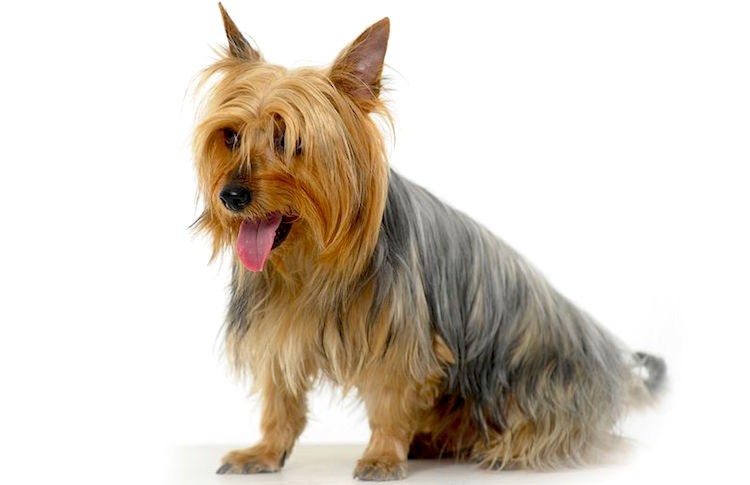 Silky Terrier Backgrounds, Compatible - PC, Mobile, Gadgets| 750x485 px