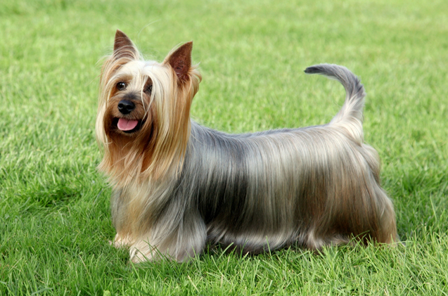 Images of Silky Terrier | 637x421