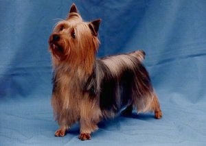 Nice wallpapers Silky Terrier 300x213px