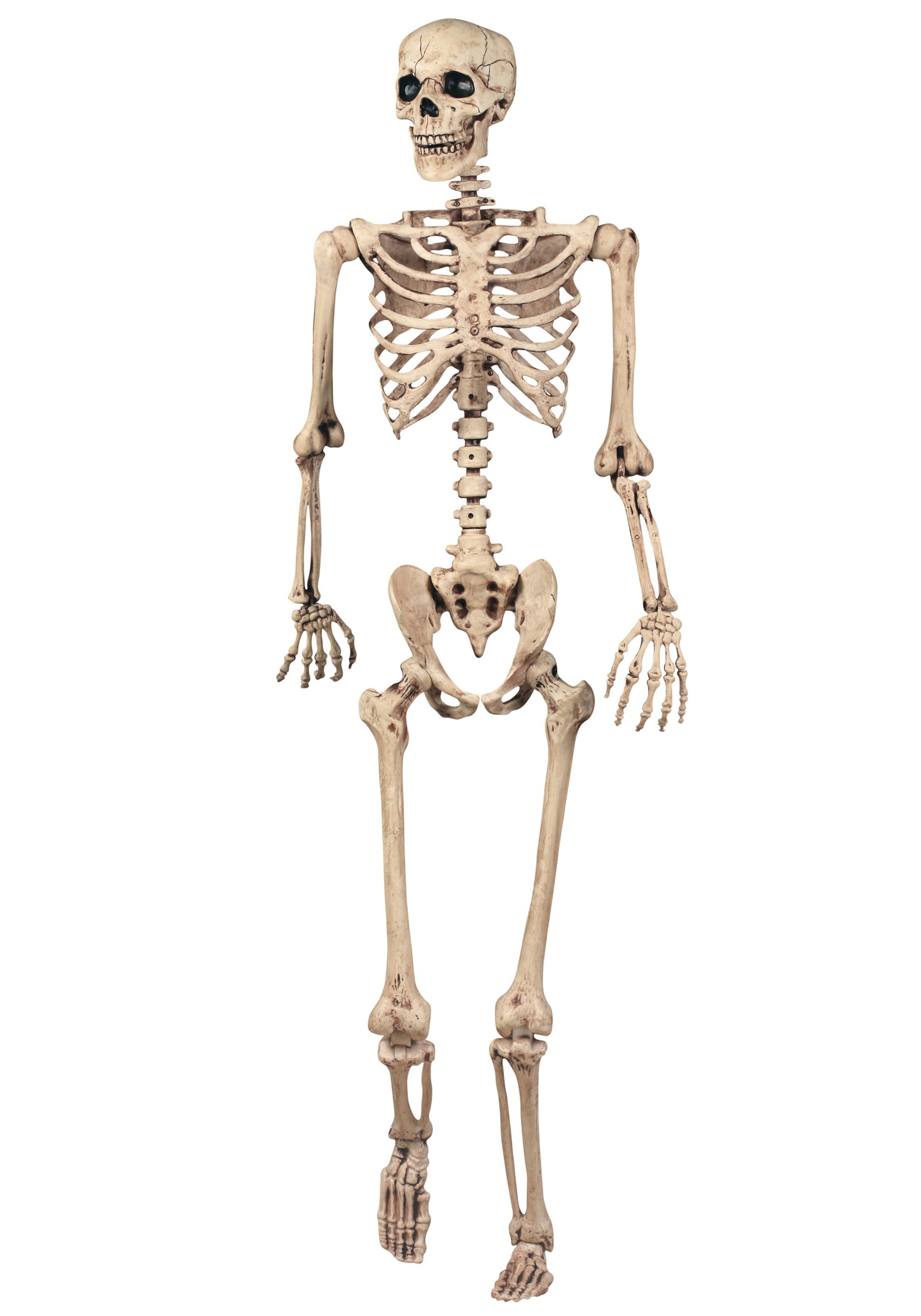 Skeleton #2