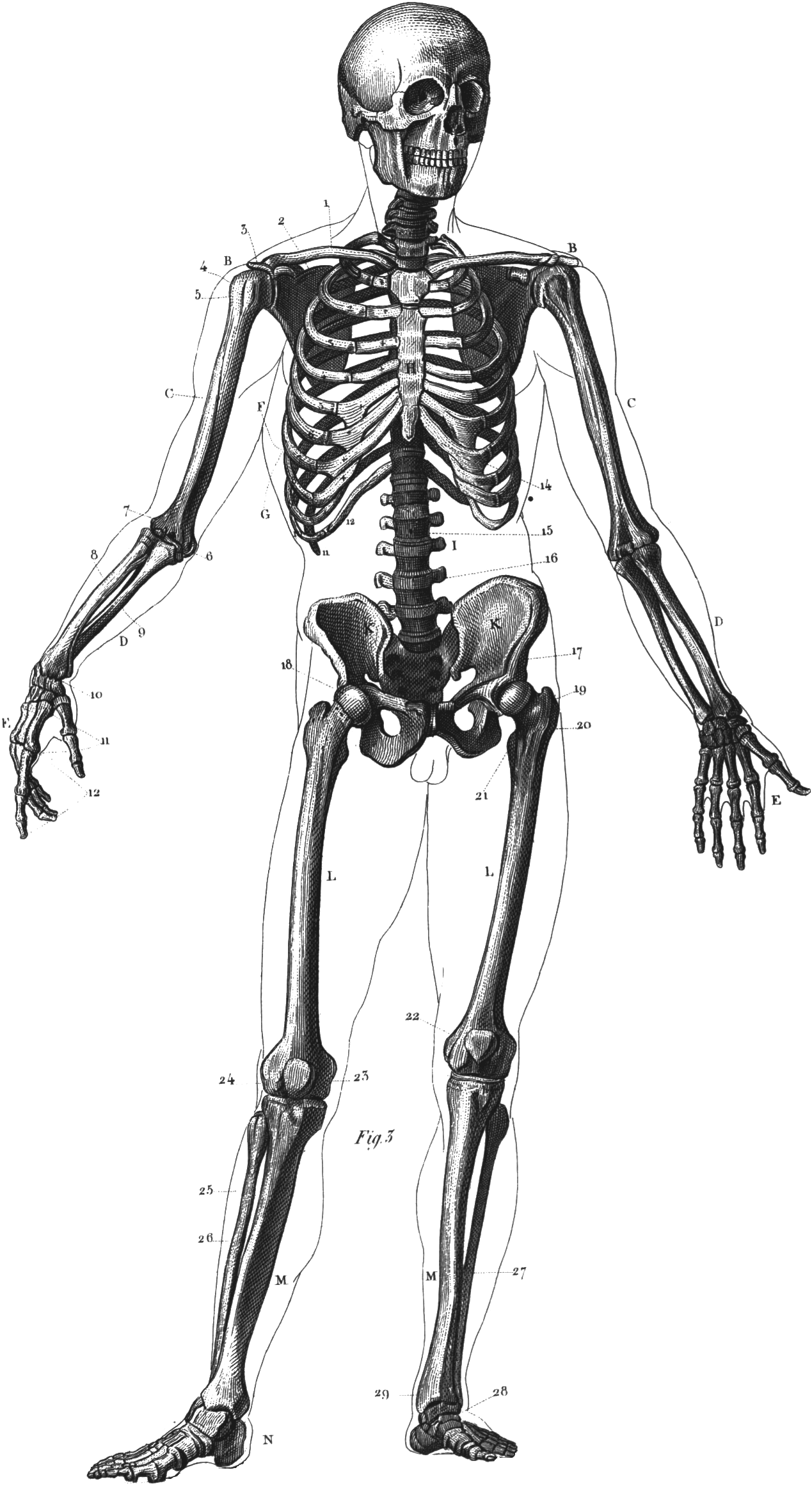 Skeleton #8