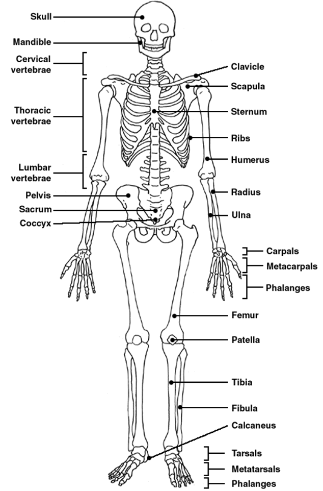 Skeleton #20