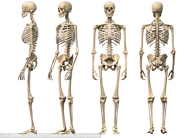 Nice Images Collection: Skeleton Desktop Wallpapers