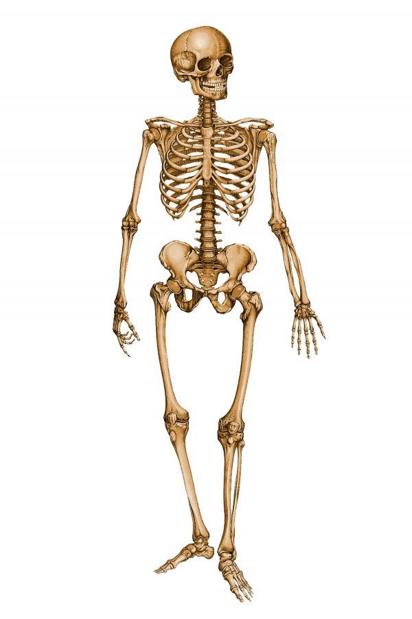 Skeleton #23