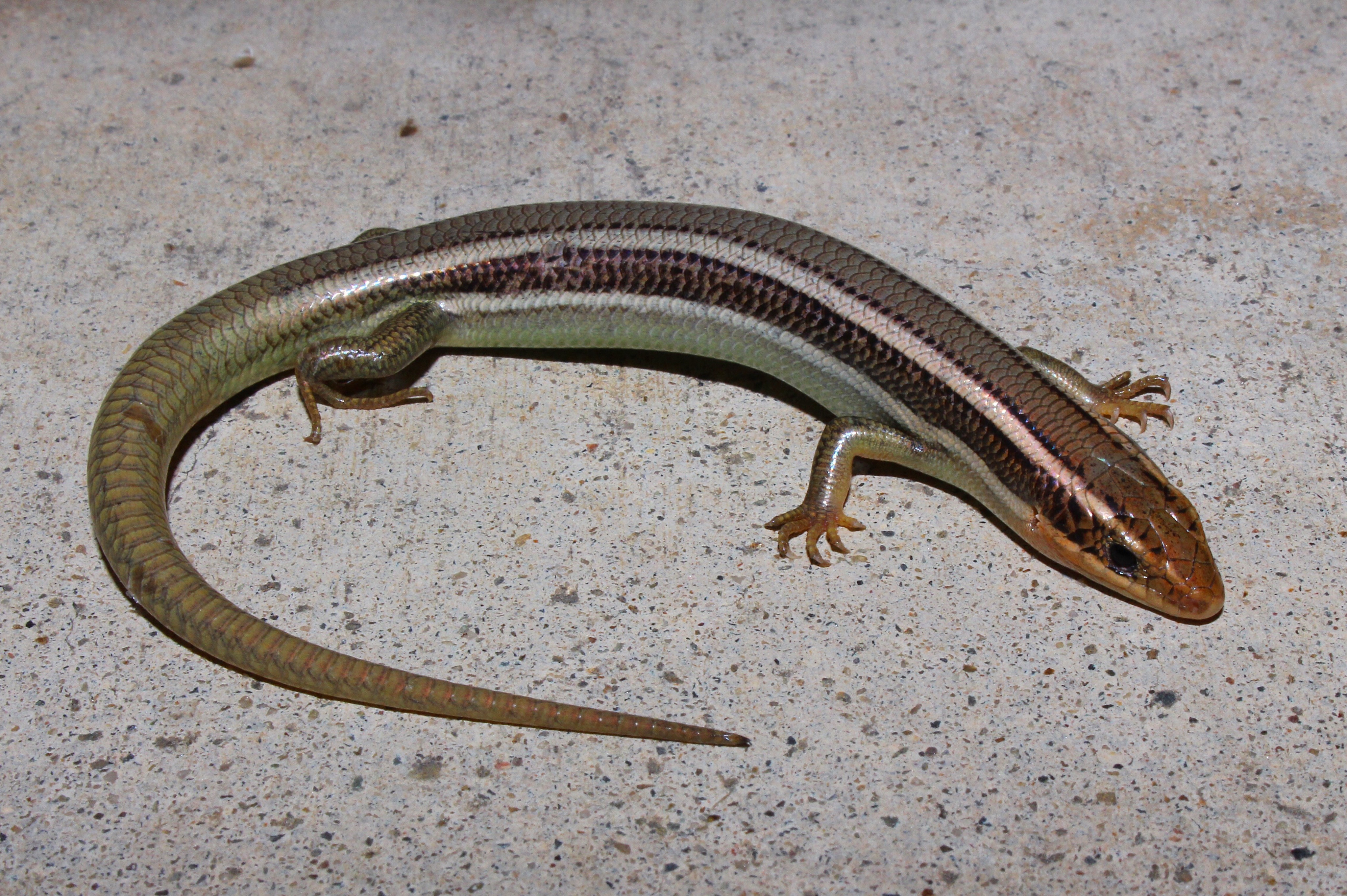 4096x2726 > Skink Wallpapers